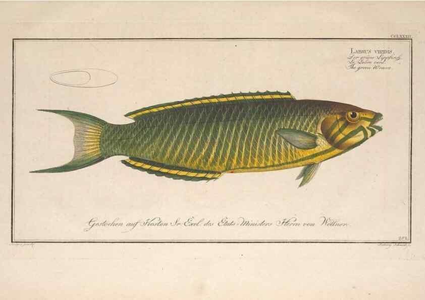Reproducción/Reproduction 49773761928: Ichtyologie, ou, Histoire naturelle, générale et particulière des poissons :. A Berlin :Chez l'auteur, & chez François de la Garde libraire,1785-1797.. 