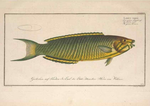 Reproducción/Reproduction 49773761928: Ichtyologie, ou, Histoire naturelle, générale et particulière des poissons :. A Berlin :Chez l'auteur, & chez François de la Garde libraire,1785-1797.. 