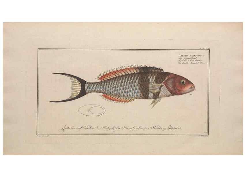 Reproducción/Reproduction 49774623037: Ichtyologie, ou, Histoire naturelle, générale et particulière des poissons :. A Berlin :Chez l'auteur, & chez François de la Garde libraire,1785-1797.. 
