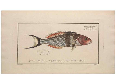 Reproducción/Reproduction 49774623037: Ichtyologie, ou, Histoire naturelle, générale et particulière des poissons :. A Berlin :Chez l'auteur, & chez François de la Garde libraire,1785-1797.. 