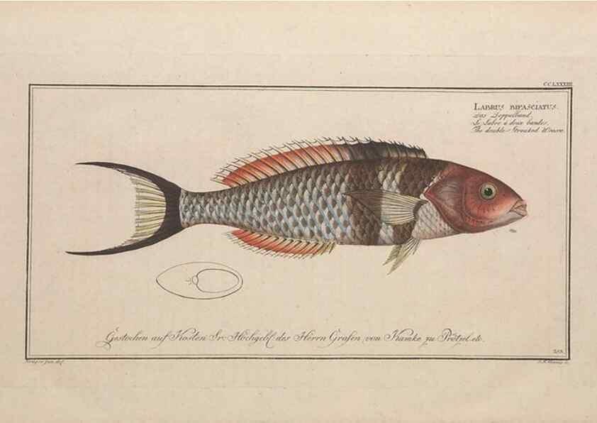 Reproducción/Reproduction 49774623037: Ichtyologie, ou, Histoire naturelle, générale et particulière des poissons :. A Berlin :Chez l'auteur, & chez François de la Garde libraire,1785-1797.. 