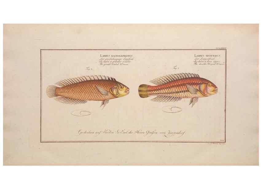 Reproducción/Reproduction 49774623322: Ichtyologie, ou, Histoire naturelle, générale et particulière des poissons :. A Berlin :Chez l'auteur, & chez François de la Garde libraire,1785-1797.. 