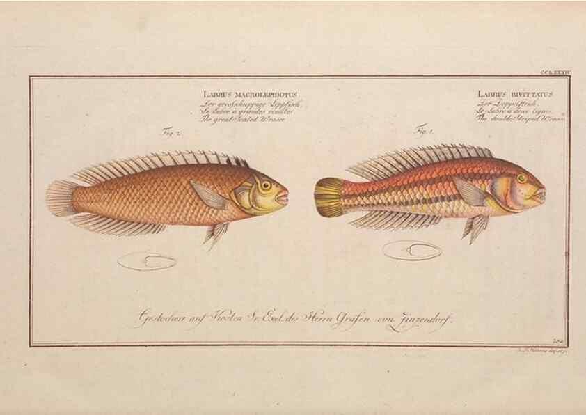 Reproducción/Reproduction 49774623322: Ichtyologie, ou, Histoire naturelle, générale et particulière des poissons :. A Berlin :Chez l'auteur, & chez François de la Garde libraire,1785-1797.. 