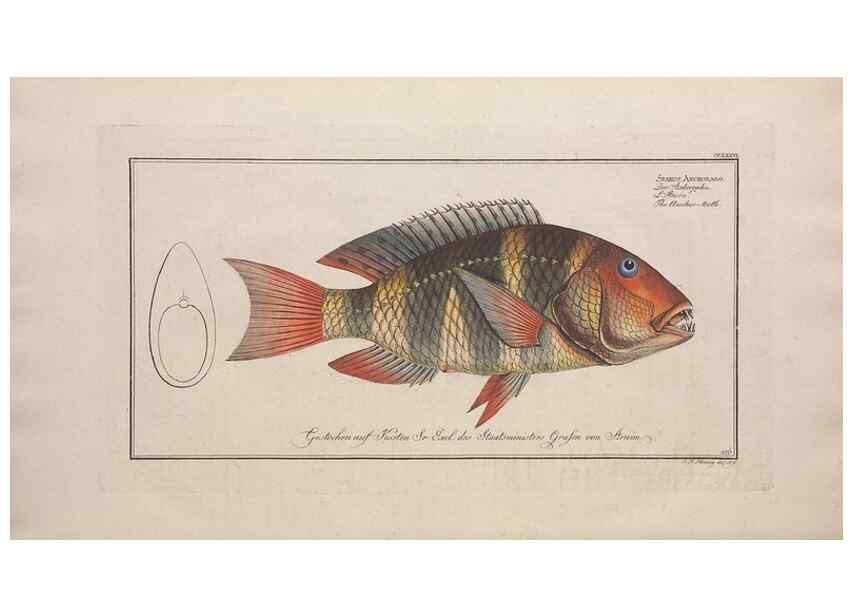 Reproducción/Reproduction 49773759778: Ichtyologie, ou, Histoire naturelle, générale et particulière des poissons :. A Berlin :Chez l'auteur, & chez François de la Garde libraire,1785-1797.. 