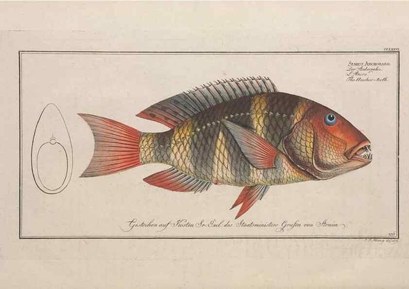 Reproducción/Reproduction 49773759778: Ichtyologie, ou, Histoire naturelle, générale et particulière des poissons :. A Berlin :Chez l'auteur, & chez François de la Garde libraire,1785-1797.. 