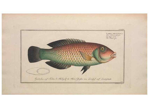 Reproducción/Reproduction 49773762748: Ichtyologie, ou, Histoire naturelle, générale et particulière des poissons :. A Berlin :Chez l'auteur, & chez François de la Garde libraire,1785-1797.. 