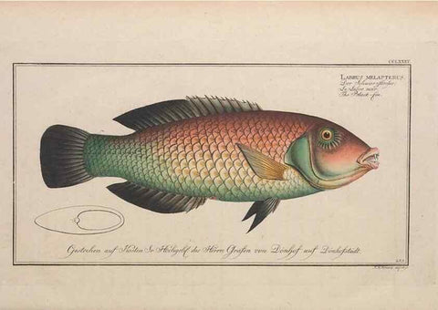 Reproducción/Reproduction 49773762748: Ichtyologie, ou, Histoire naturelle, générale et particulière des poissons :. A Berlin :Chez l'auteur, & chez François de la Garde libraire,1785-1797.. 