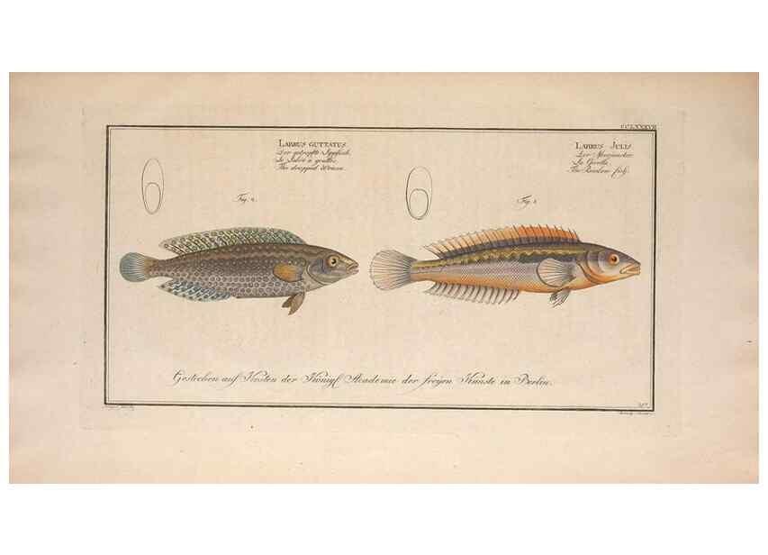 Reproducción/Reproduction 49773763428: Ichtyologie, ou, Histoire naturelle, générale et particulière des poissons :. A Berlin :Chez l'auteur, & chez François de la Garde libraire,1785-1797.. 
