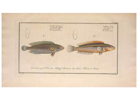 Reproducción/Reproduction 49773763428: Ichtyologie, ou, Histoire naturelle, générale et particulière des poissons :. A Berlin :Chez l'auteur, & chez François de la Garde libraire,1785-1797.. 