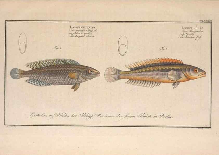 Reproducción/Reproduction 49773763428: Ichtyologie, ou, Histoire naturelle, générale et particulière des poissons :. A Berlin :Chez l'auteur, & chez François de la Garde libraire,1785-1797.. 