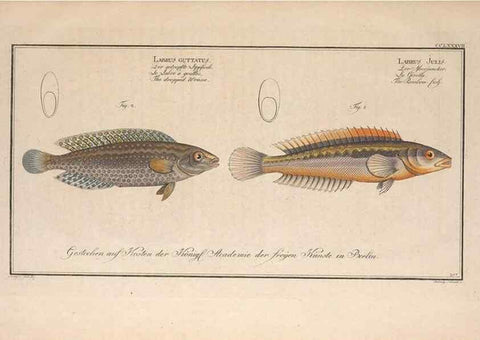 Reproducción/Reproduction 49773763428: Ichtyologie, ou, Histoire naturelle, générale et particulière des poissons :. A Berlin :Chez l'auteur, & chez François de la Garde libraire,1785-1797.. 