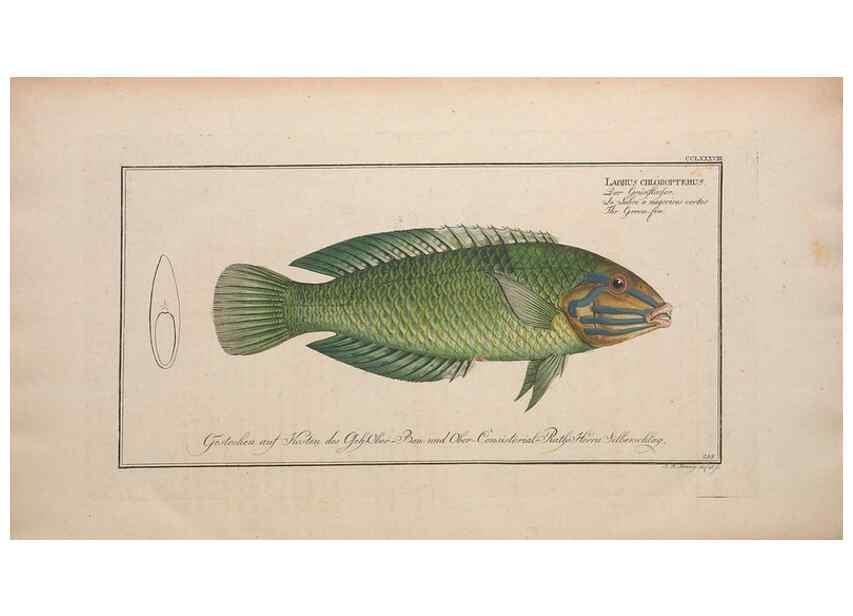 Reproducción/Reproduction 49773763708: Ichtyologie, ou, Histoire naturelle, générale et particulière des poissons :. A Berlin :Chez l'auteur, & chez François de la Garde libraire,1785-1797.. 