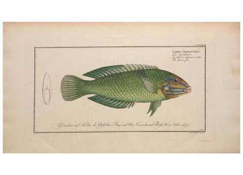 Reproducción/Reproduction 49773763708: Ichtyologie, ou, Histoire naturelle, générale et particulière des poissons :. A Berlin :Chez l'auteur, & chez François de la Garde libraire,1785-1797.. 