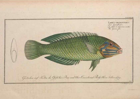 Reproducción/Reproduction 49773763708: Ichtyologie, ou, Histoire naturelle, générale et particulière des poissons :. A Berlin :Chez l'auteur, & chez François de la Garde libraire,1785-1797.. 