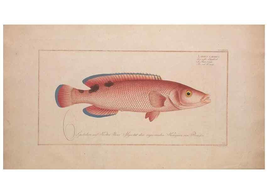 Reproducción/Reproduction 49774471926: Ichtyologie, ou, Histoire naturelle, générale et particulière des poissons :. A Berlin :Chez l'auteur, & chez François de la Garde libraire,1785-1797.. 