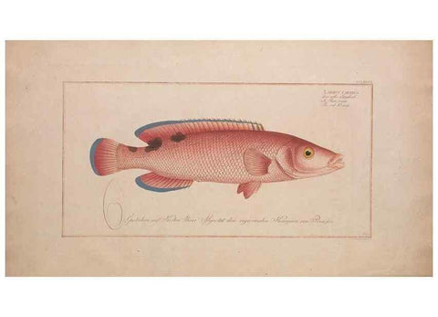 Reproducción/Reproduction 49774471926: Ichtyologie, ou, Histoire naturelle, générale et particulière des poissons :. A Berlin :Chez l'auteur, & chez François de la Garde libraire,1785-1797.. 