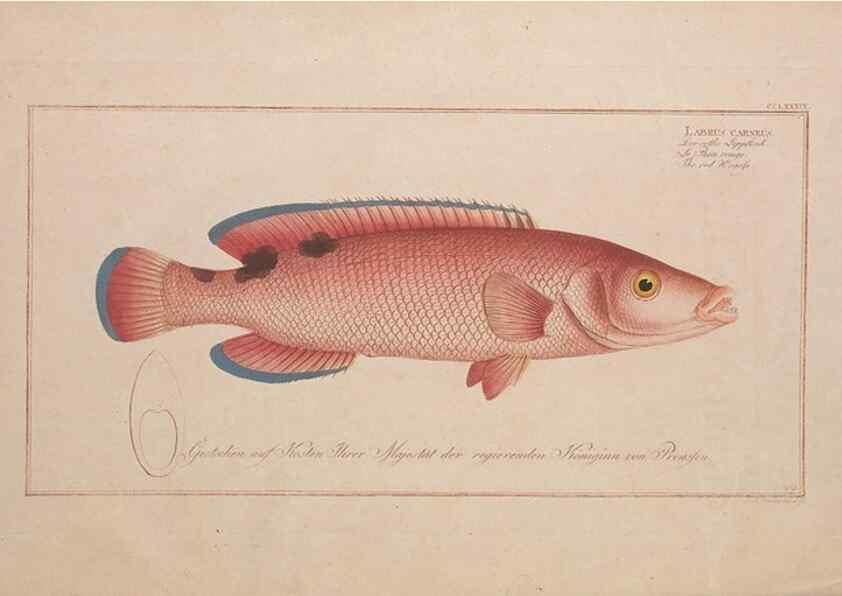 Reproducción/Reproduction 49774471926: Ichtyologie, ou, Histoire naturelle, générale et particulière des poissons :. A Berlin :Chez l'auteur, & chez François de la Garde libraire,1785-1797.. 