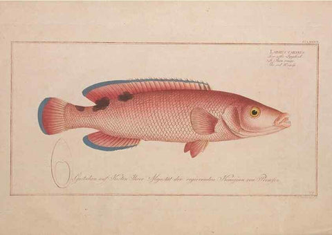 Reproducción/Reproduction 49774471926: Ichtyologie, ou, Histoire naturelle, générale et particulière des poissons :. A Berlin :Chez l'auteur, & chez François de la Garde libraire,1785-1797.. 
