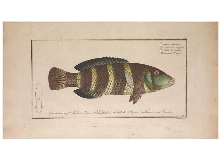 Reproducción/Reproduction 49774803757: Ichtyologie, ou, Histoire naturelle, générale et particulière des poissons :. A Berlin :Chez l'auteur, & chez François de la Garde libraire,1785-1797.. 