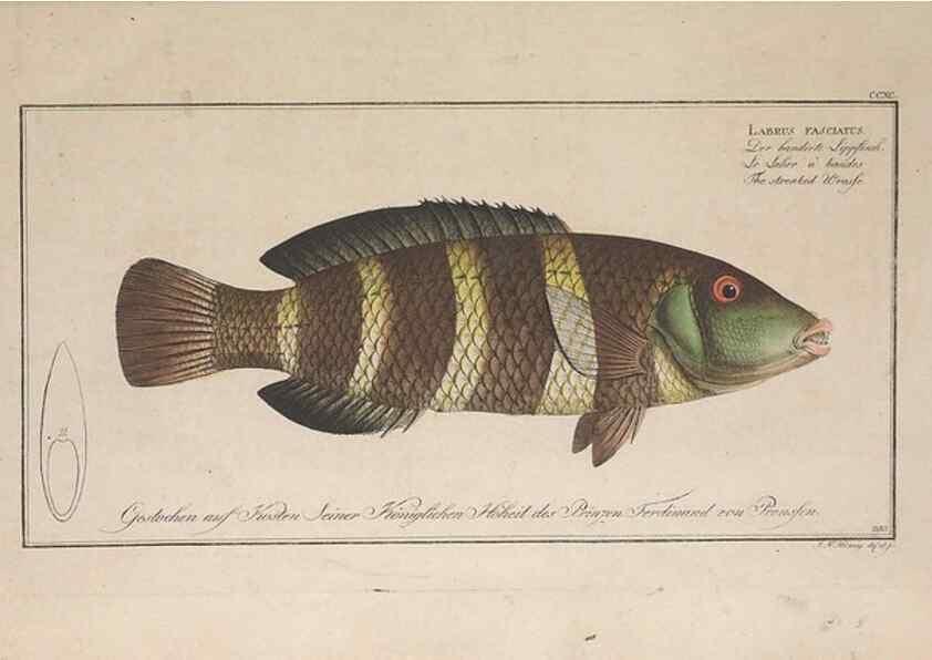 Reproducción/Reproduction 49774803757: Ichtyologie, ou, Histoire naturelle, générale et particulière des poissons :. A Berlin :Chez l'auteur, & chez François de la Garde libraire,1785-1797.. 