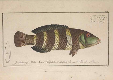 Reproducción/Reproduction 49774803757: Ichtyologie, ou, Histoire naturelle, générale et particulière des poissons :. A Berlin :Chez l'auteur, & chez François de la Garde libraire,1785-1797.. 