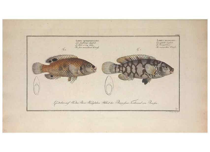 Reproducción/Reproduction 49774472591: Ichtyologie, ou, Histoire naturelle, générale et particulière des poissons :. A Berlin :Chez l'auteur, & chez François de la Garde libraire,1785-1797.. 
