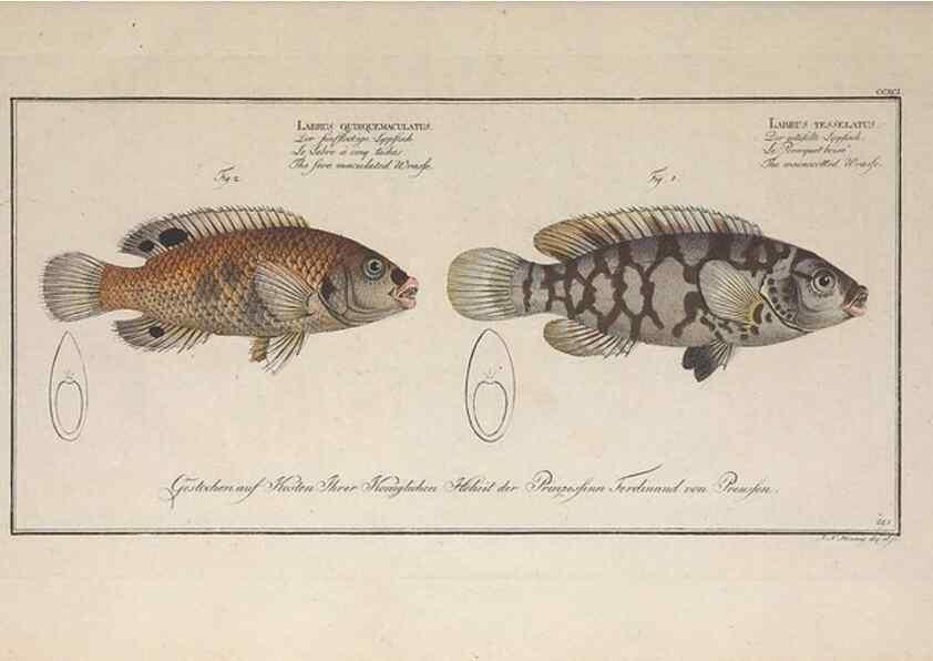 Reproducción/Reproduction 49774472591: Ichtyologie, ou, Histoire naturelle, générale et particulière des poissons :. A Berlin :Chez l'auteur, & chez François de la Garde libraire,1785-1797.. 