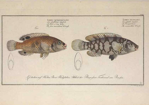 Reproducción/Reproduction 49774472591: Ichtyologie, ou, Histoire naturelle, générale et particulière des poissons :. A Berlin :Chez l'auteur, & chez François de la Garde libraire,1785-1797.. 