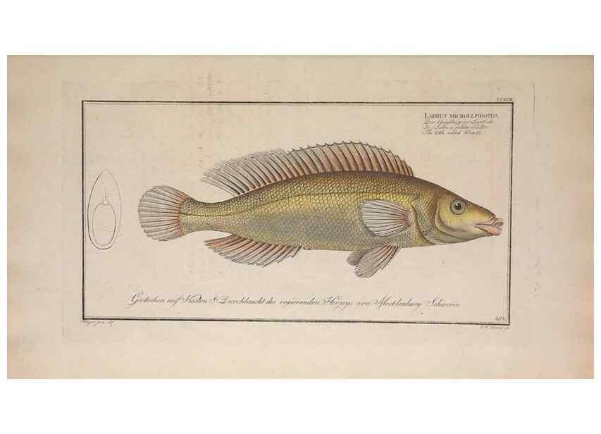 Reproducción/Reproduction 49774804417: Ichtyologie, ou, Histoire naturelle, générale et particulière des poissons :. A Berlin :Chez l'auteur, & chez François de la Garde libraire,1785-1797.. 