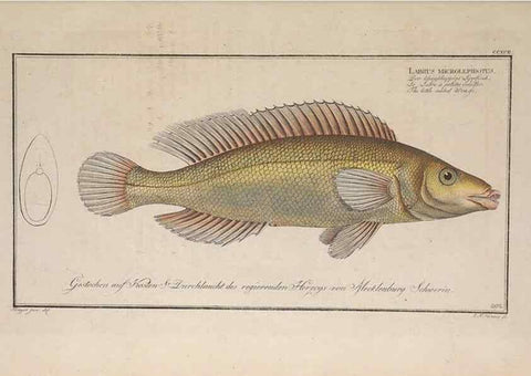 Reproducción/Reproduction 49774804417: Ichtyologie, ou, Histoire naturelle, générale et particulière des poissons :. A Berlin :Chez l'auteur, & chez François de la Garde libraire,1785-1797.. 