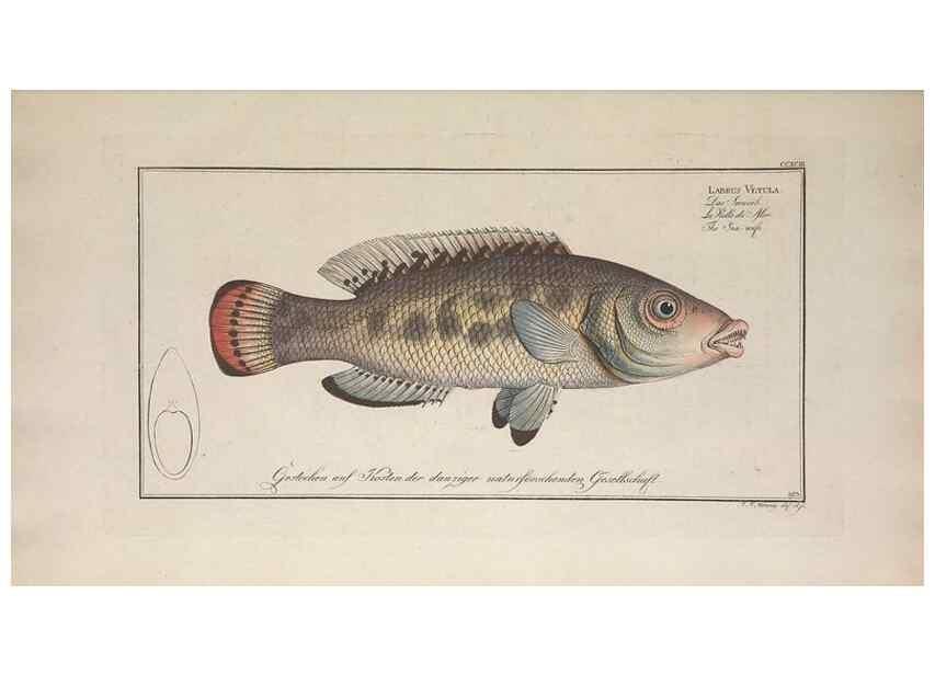 Reproducción/Reproduction 49774473176: Ichtyologie, ou, Histoire naturelle, générale et particulière des poissons :. A Berlin :Chez l'auteur, & chez François de la Garde libraire,1785-1797.. 