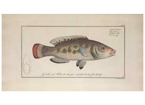 Reproducción/Reproduction 49774473176: Ichtyologie, ou, Histoire naturelle, générale et particulière des poissons :. A Berlin :Chez l'auteur, & chez François de la Garde libraire,1785-1797.. 