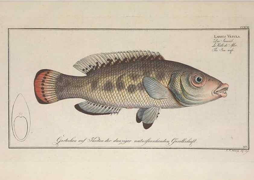 Reproducción/Reproduction 49774473176: Ichtyologie, ou, Histoire naturelle, générale et particulière des poissons :. A Berlin :Chez l'auteur, & chez François de la Garde libraire,1785-1797.. 