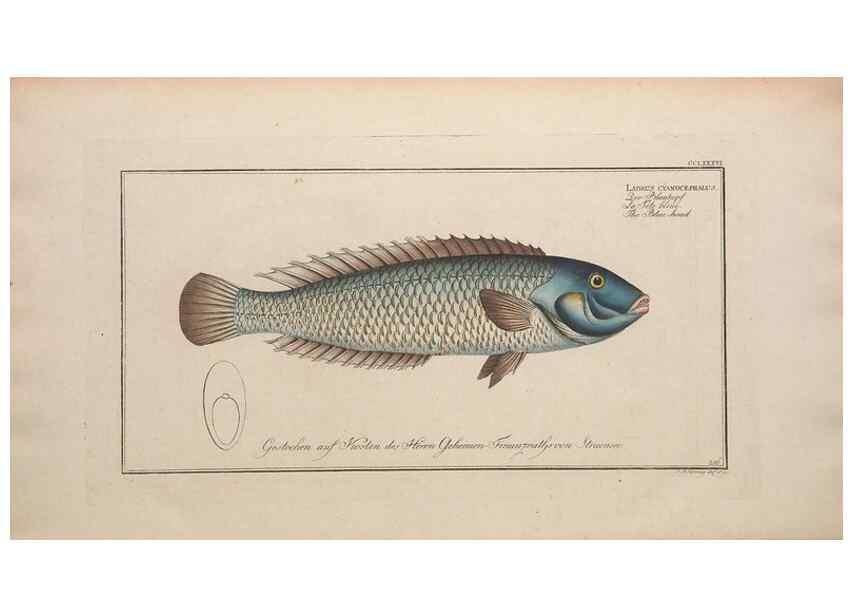 Reproducción/Reproduction 49774292781: Ichtyologie, ou, Histoire naturelle, générale et particulière des poissons :. A Berlin :Chez l'auteur, & chez François de la Garde libraire,1785-1797.. 