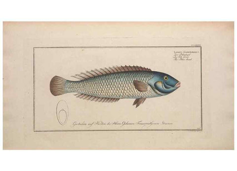 Reproducción/Reproduction 49774292781: Ichtyologie, ou, Histoire naturelle, générale et particulière des poissons :. A Berlin :Chez l'auteur, & chez François de la Garde libraire,1785-1797.. 