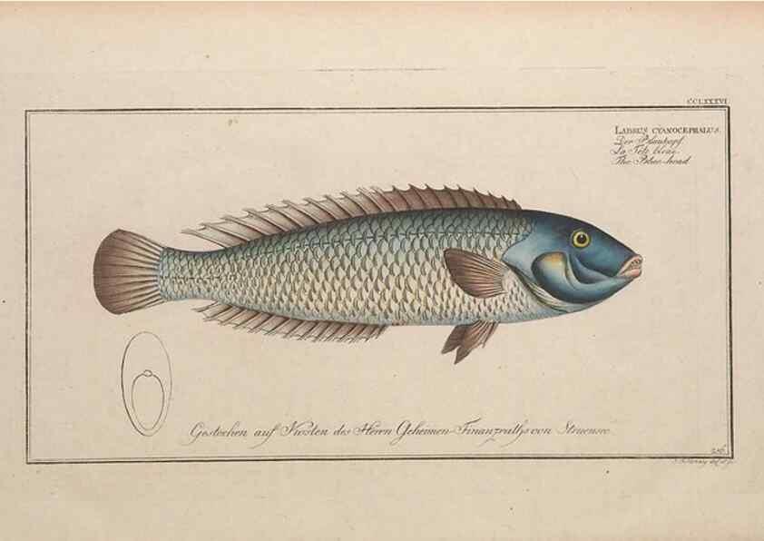 Reproducción/Reproduction 49774292781: Ichtyologie, ou, Histoire naturelle, générale et particulière des poissons :. A Berlin :Chez l'auteur, & chez François de la Garde libraire,1785-1797.. 