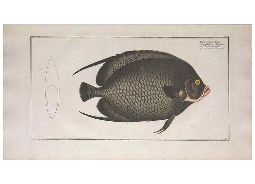 Reproducción/Reproduction 49773185418: Ichtyologie, ou, Histoire naturelle, générale et particulière des poissons :. A Berlin :Chez l'auteur, & chez François de la Garde libraire,1785-1797.. 