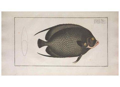 Reproducción/Reproduction 49773185418: Ichtyologie, ou, Histoire naturelle, générale et particulière des poissons :. A Berlin :Chez l'auteur, & chez François de la Garde libraire,1785-1797.. 