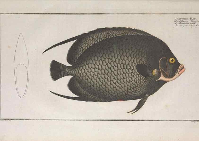 Reproducción/Reproduction 49773185418: Ichtyologie, ou, Histoire naturelle, générale et particulière des poissons :. A Berlin :Chez l'auteur, & chez François de la Garde libraire,1785-1797.. 