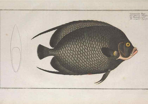 Reproducción/Reproduction 49773185418: Ichtyologie, ou, Histoire naturelle, générale et particulière des poissons :. A Berlin :Chez l'auteur, & chez François de la Garde libraire,1785-1797.. 