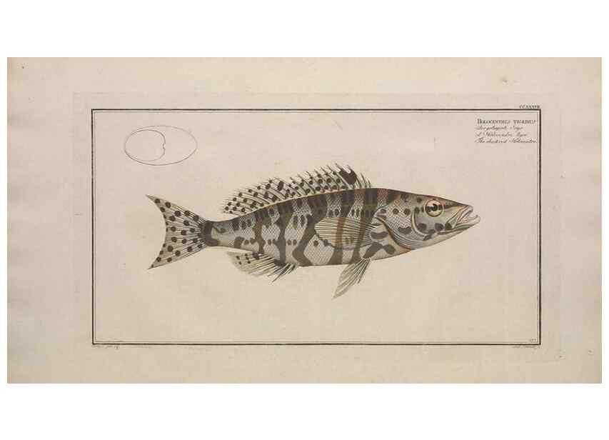 Reproducción/Reproduction 49773745848: Ichtyologie, ou, Histoire naturelle, générale et particulière des poissons :. A Berlin :Chez l'auteur, & chez François de la Garde libraire,1785-1797.. 