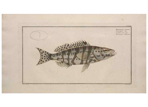 Reproducción/Reproduction 49773745848: Ichtyologie, ou, Histoire naturelle, générale et particulière des poissons :. A Berlin :Chez l'auteur, & chez François de la Garde libraire,1785-1797.. 