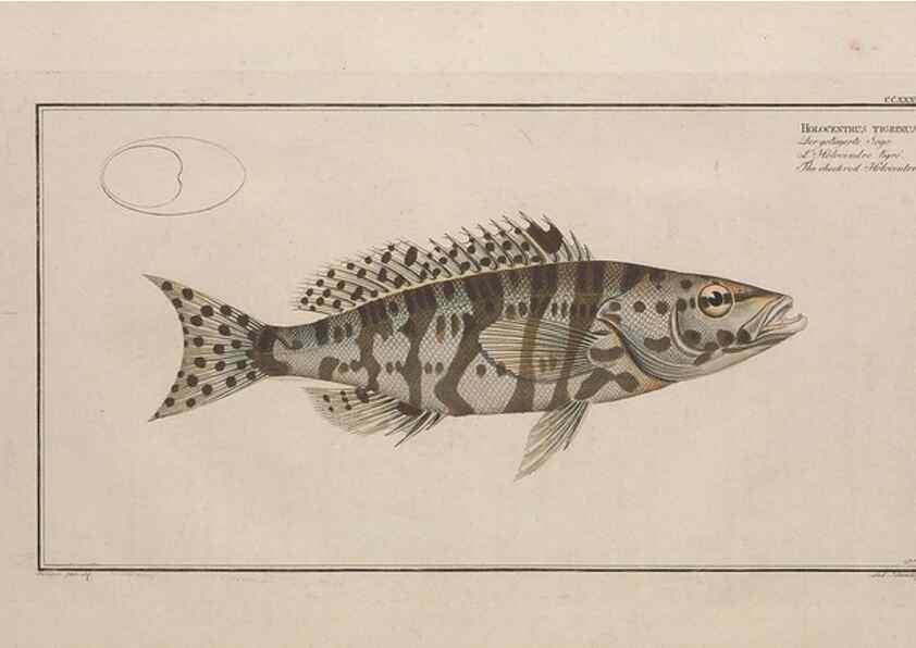 Reproducción/Reproduction 49773745848: Ichtyologie, ou, Histoire naturelle, générale et particulière des poissons :. A Berlin :Chez l'auteur, & chez François de la Garde libraire,1785-1797.. 