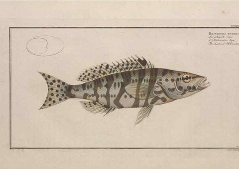 Reproducción/Reproduction 49773745848: Ichtyologie, ou, Histoire naturelle, générale et particulière des poissons :. A Berlin :Chez l'auteur, & chez François de la Garde libraire,1785-1797.. 
