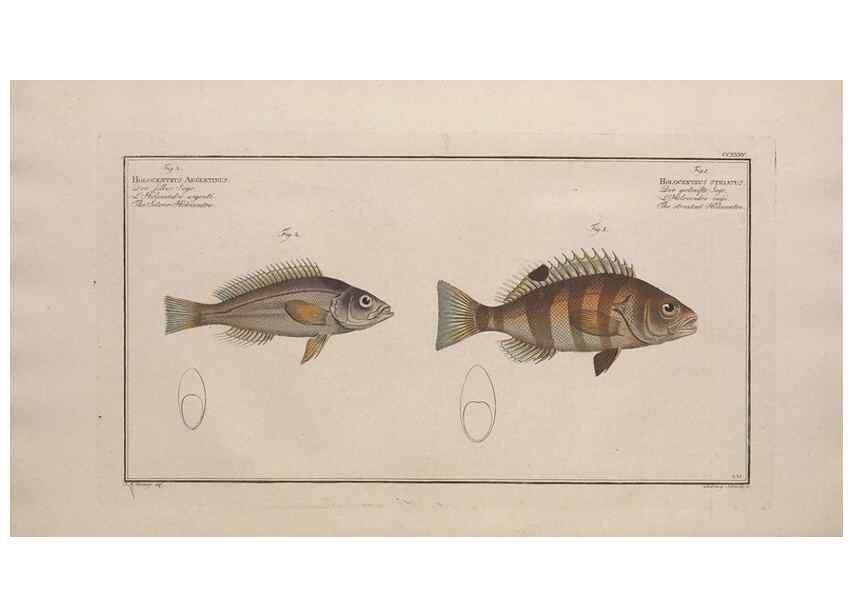 Reproducción/Reproduction 49774605862: Ichtyologie, ou, Histoire naturelle, générale et particulière des poissons :. A Berlin :Chez l'auteur, & chez François de la Garde libraire,1785-1797.. 