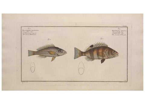 Reproducción/Reproduction 49774605862: Ichtyologie, ou, Histoire naturelle, générale et particulière des poissons :. A Berlin :Chez l'auteur, & chez François de la Garde libraire,1785-1797.. 