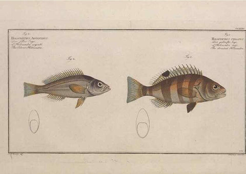 Reproducción/Reproduction 49774605862: Ichtyologie, ou, Histoire naturelle, générale et particulière des poissons :. A Berlin :Chez l'auteur, & chez François de la Garde libraire,1785-1797.. 
