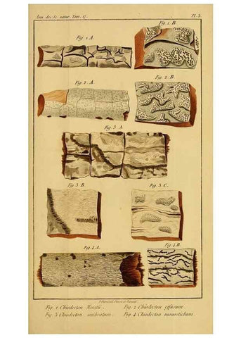 Reproducción/Reproduction 49774472107: Annales des sciences naturelles :. Paris :Crochard. 