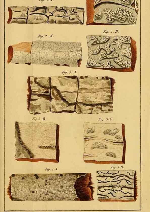 Reproducción/Reproduction 49774472107: Annales des sciences naturelles :. Paris :Crochard. 