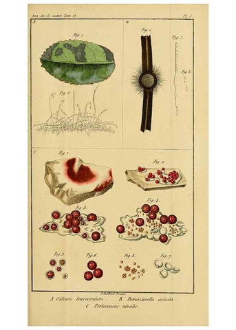 Reproducción/Reproduction 49774142911: Annales des sciences naturelles :. Paris :Crochard. 